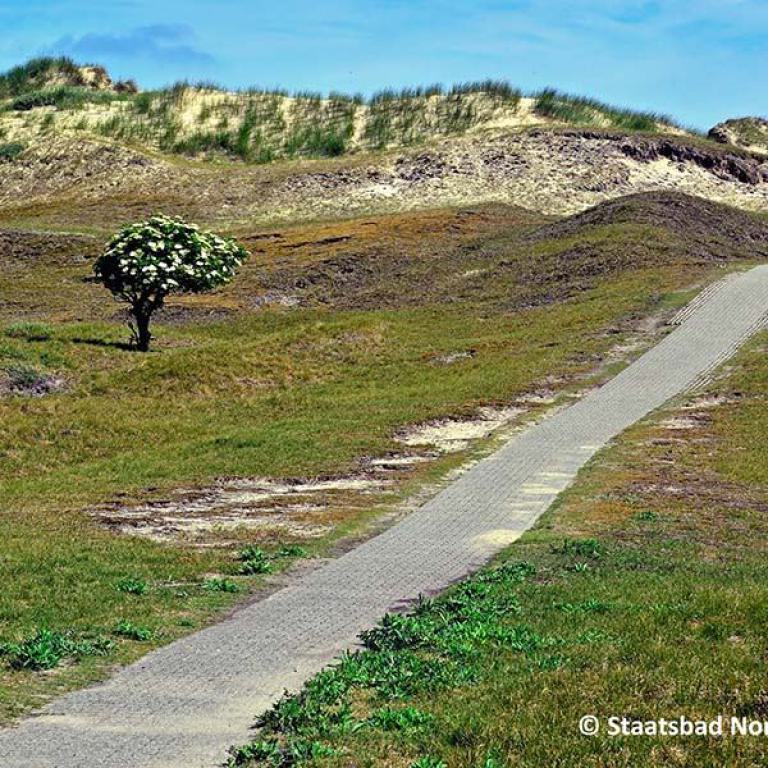 Ein schmaler gepflasterter Weg führt durch eine grasbewachsene Dünenlandschaft mit einem einzelnen blühenden Baum.