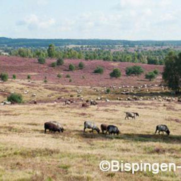 heidschnucken, lüneburger heide, bispingen, weidelandschaft, natur, heidelandschaft, tiere, wandern, schafherde