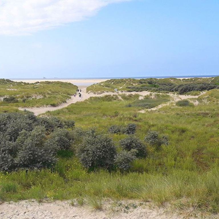 borkum, dünen, nordsee, strand, natur, gräser, landschaft, wanderweg, meerblick, insel
