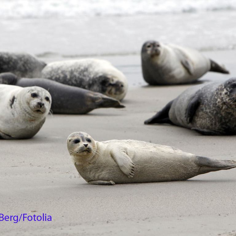 borkum, seehunde, nordsee, strand, tiere, natur, ruhe, küste, wildtiere, robben